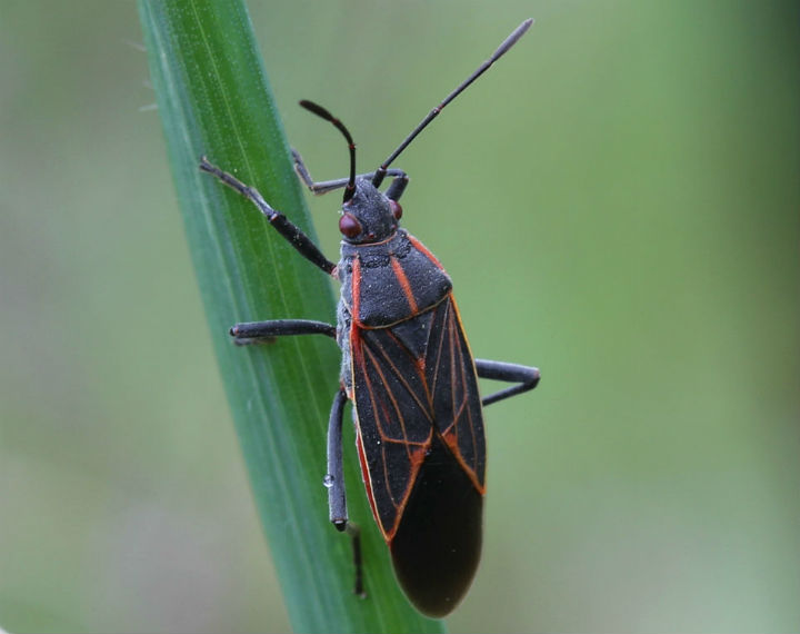 Boxelder Bug